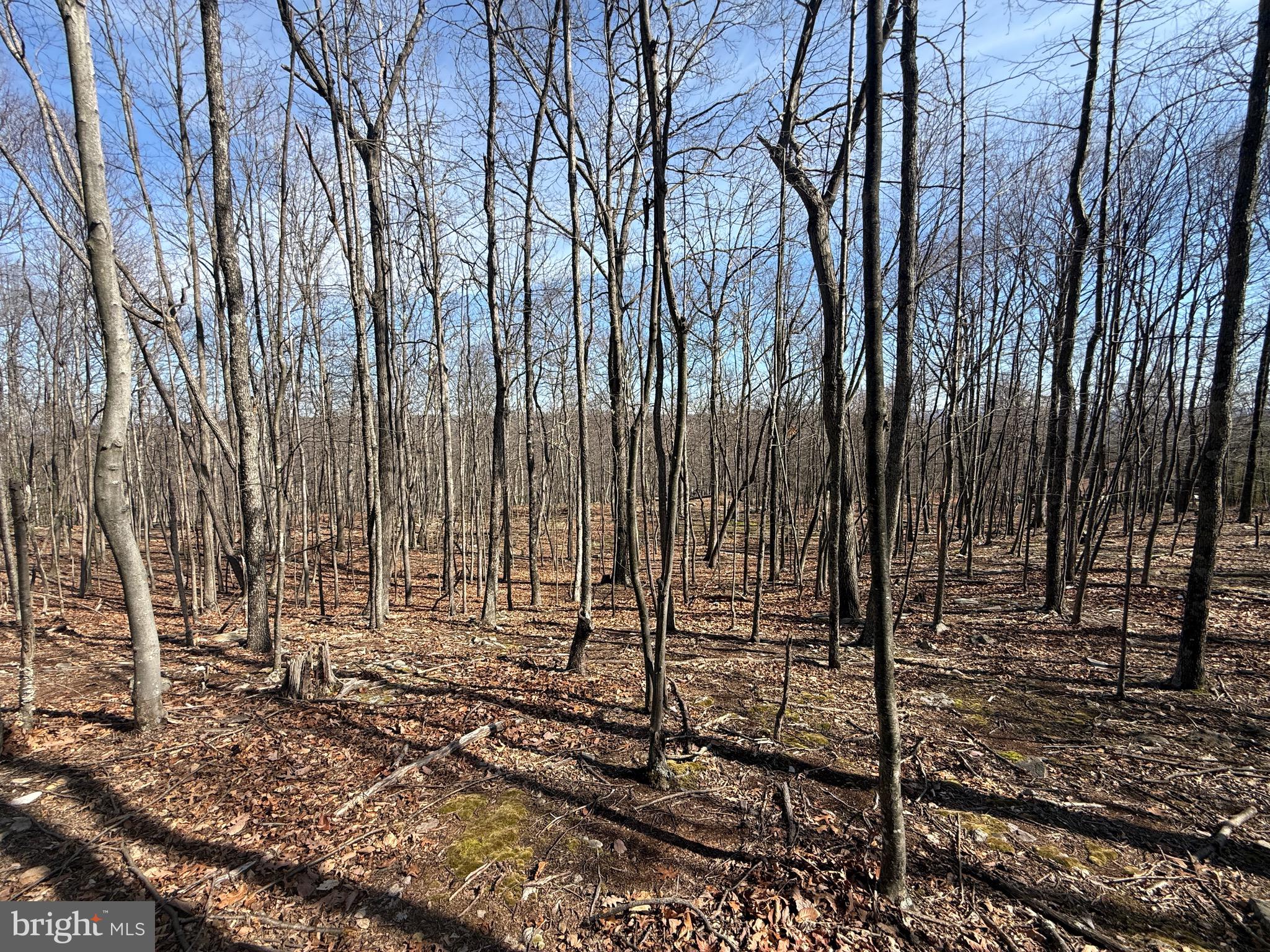 590 Parkside Terrace Berkeley Springs, WV 25411 - Photo 4 of 15