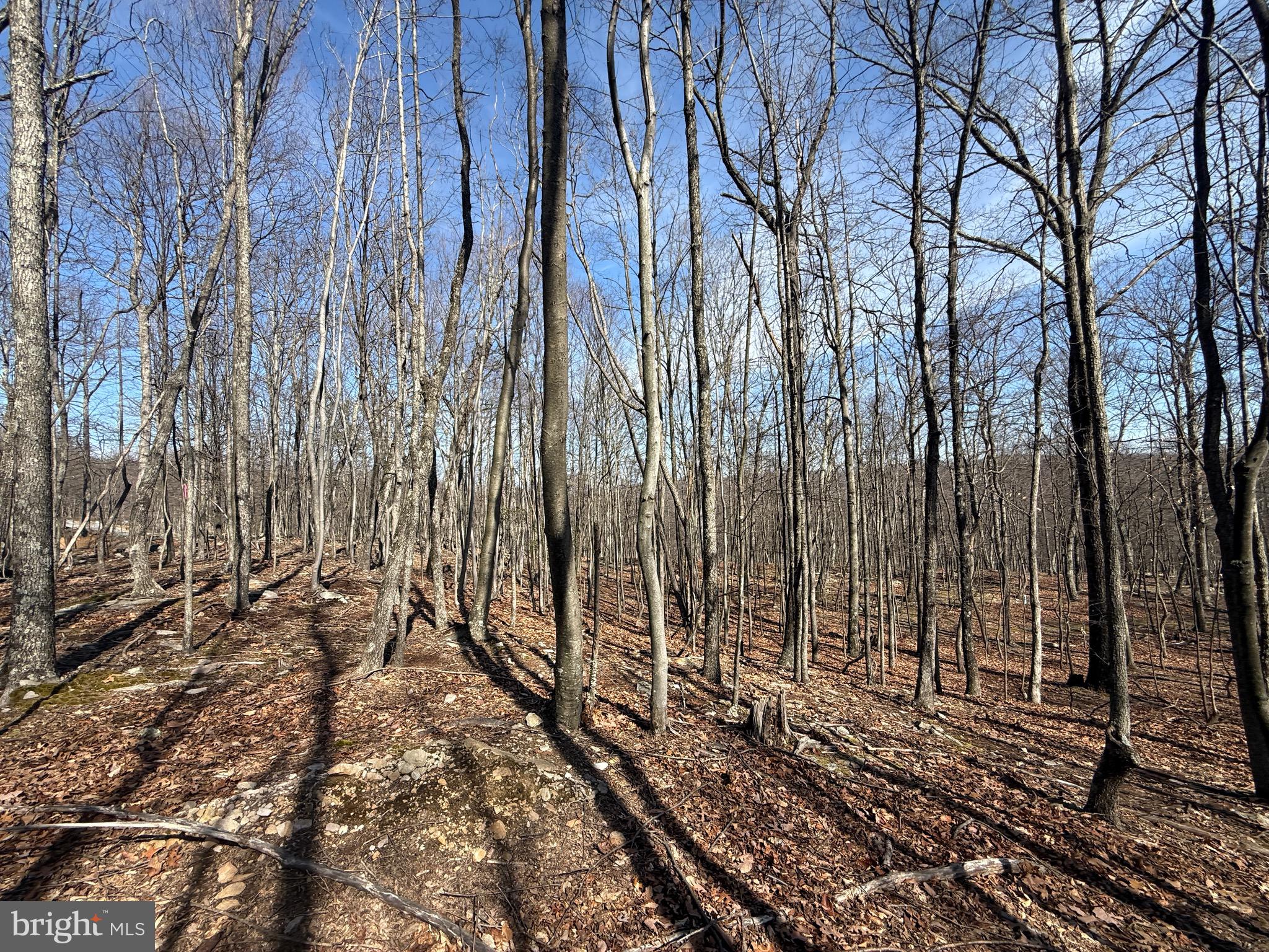 590 Parkside Terrace Berkeley Springs, WV 25411 - Photo 5 of 15