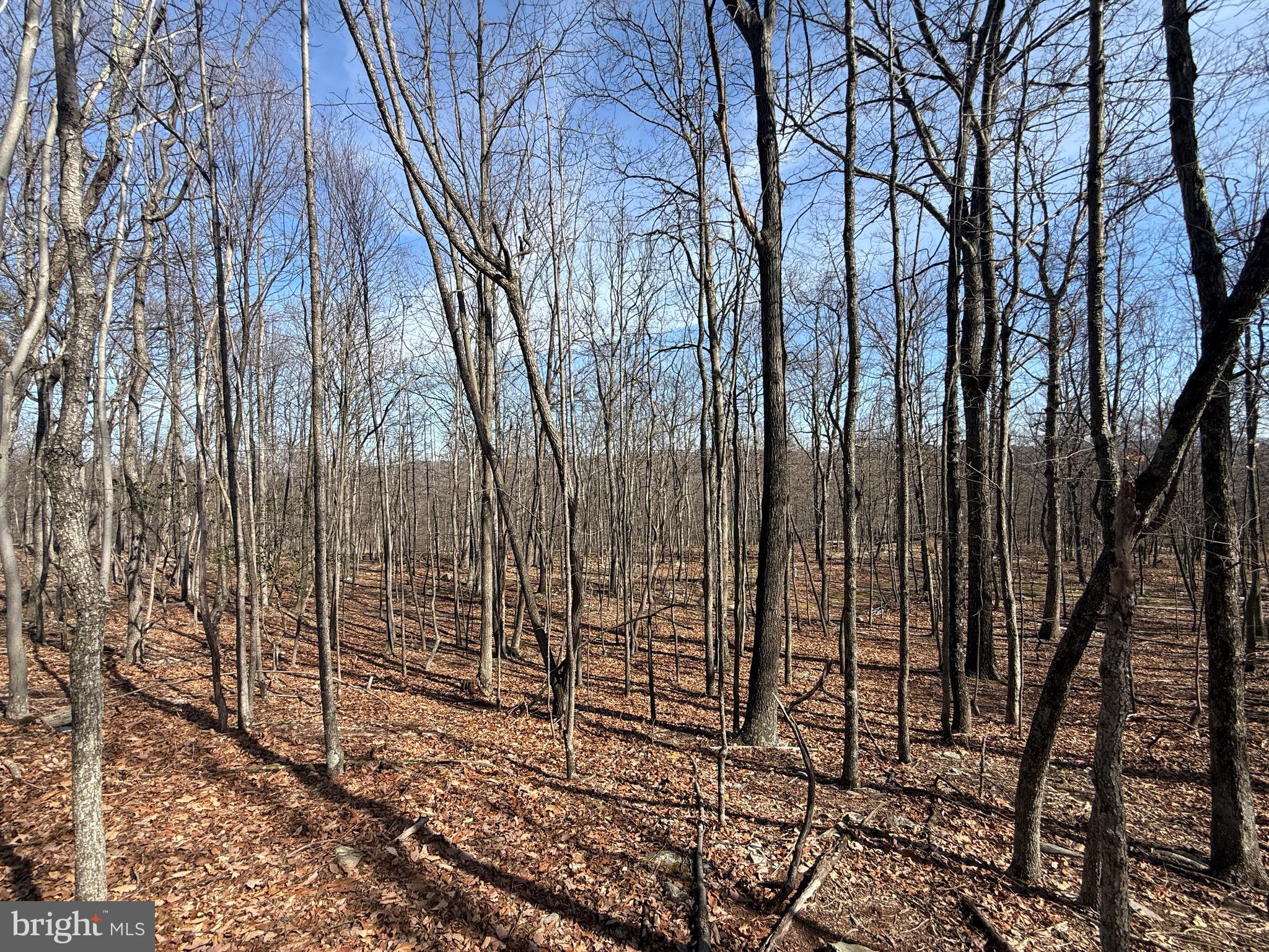 590 Parkside Terrace Berkeley Springs, WV 25411 - Photo 7 of 15