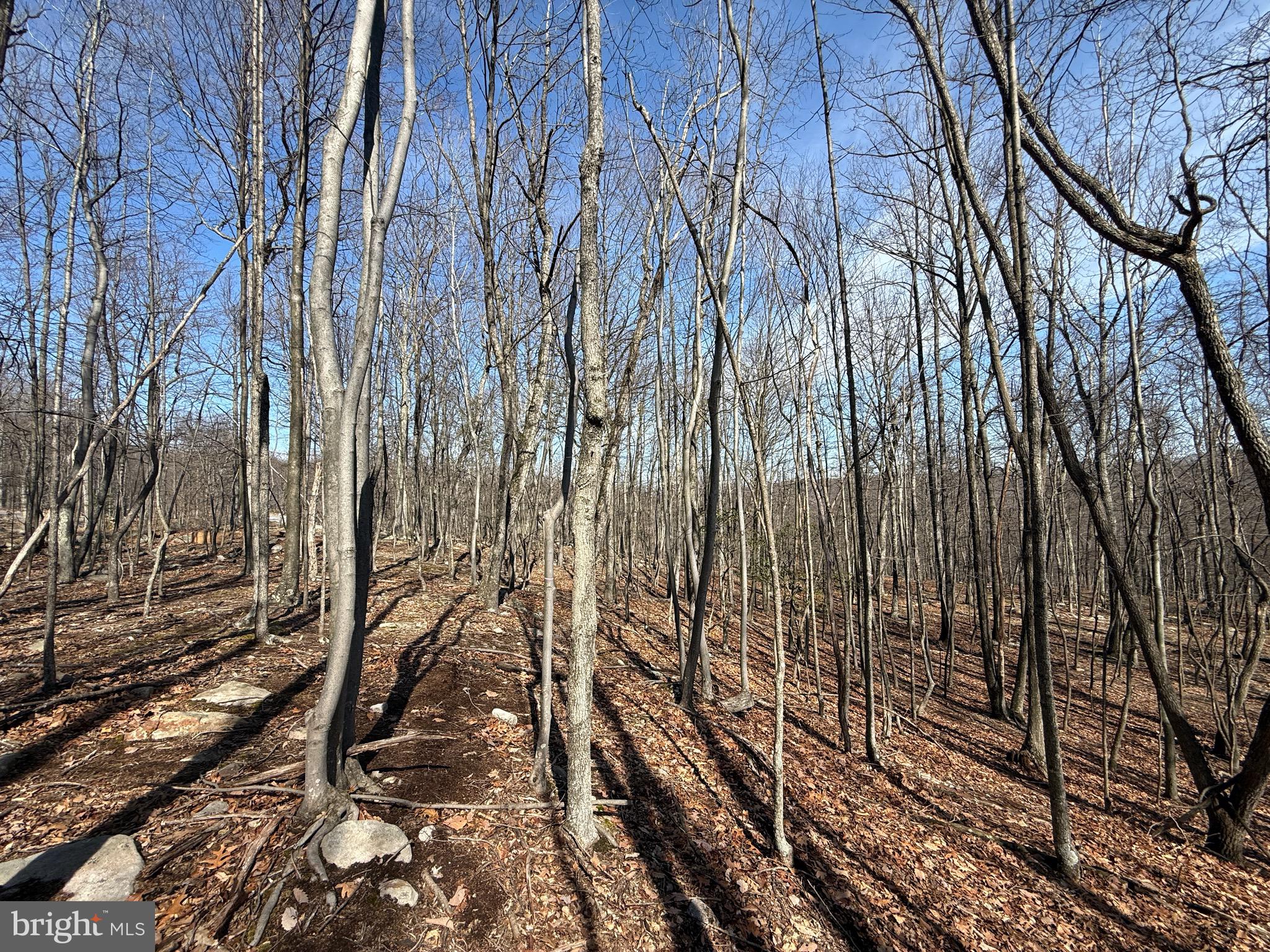 590 Parkside Terrace Berkeley Springs, WV 25411 - Photo 8 of 15