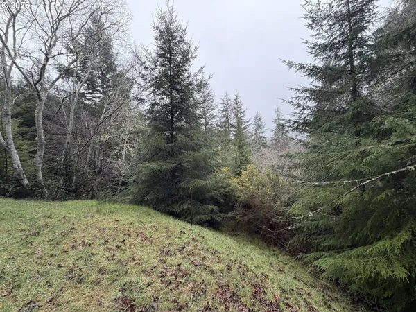 a view of a yard with trees