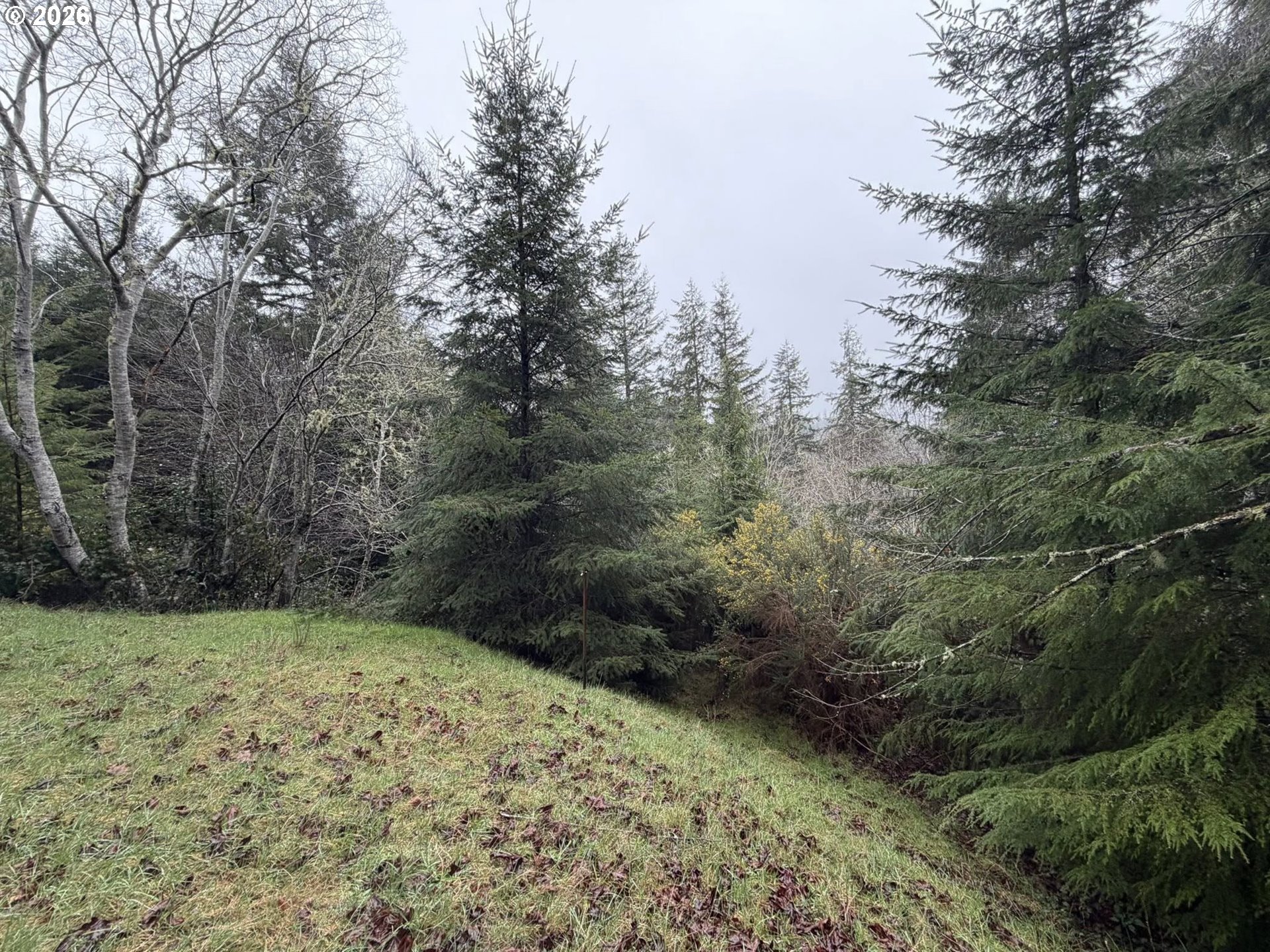 61528 Edwards Mill Road Coos Bay, OR 97420 - Photo 19 of 20 a view of a yard with trees
