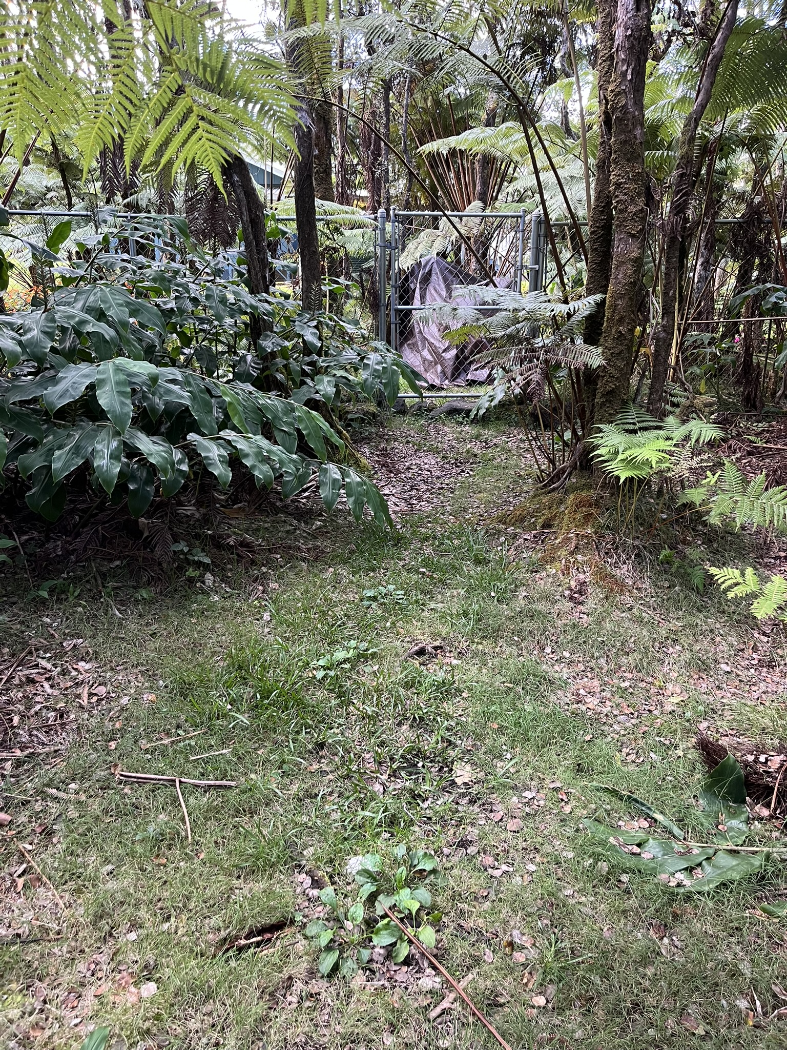 201 2nd Street Volcano, HI 96785 - Photo 11 of 20 a view of outdoor space and yard