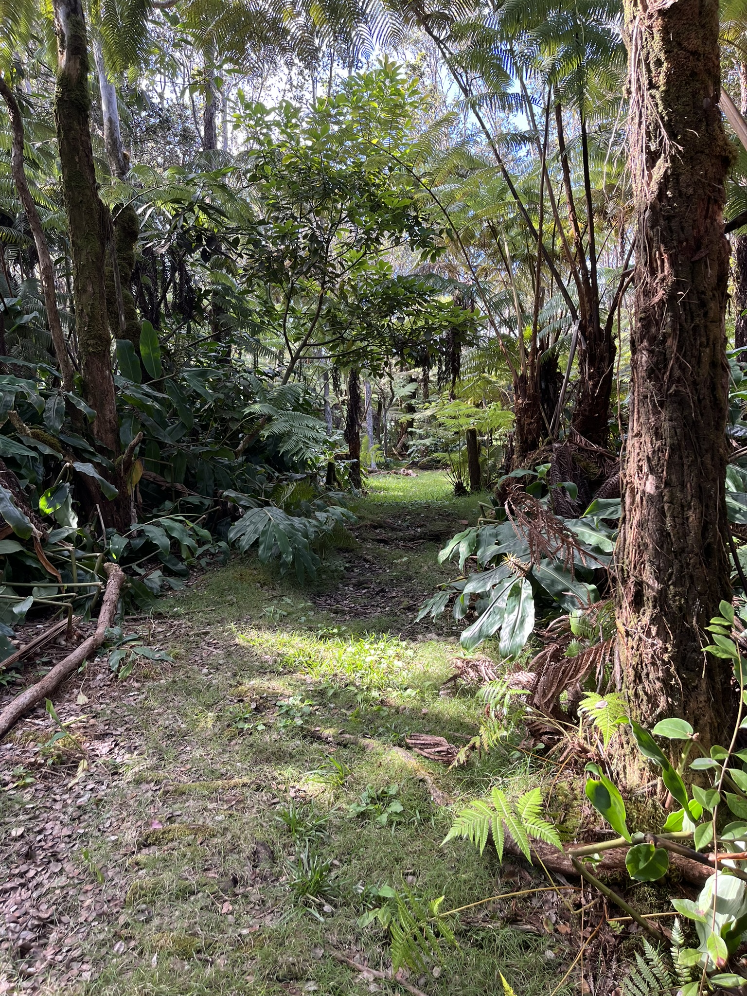 201 2nd Street Volcano, HI 96785 - Photo 12 of 20 a backyard of a house with a yard and outdoor seating