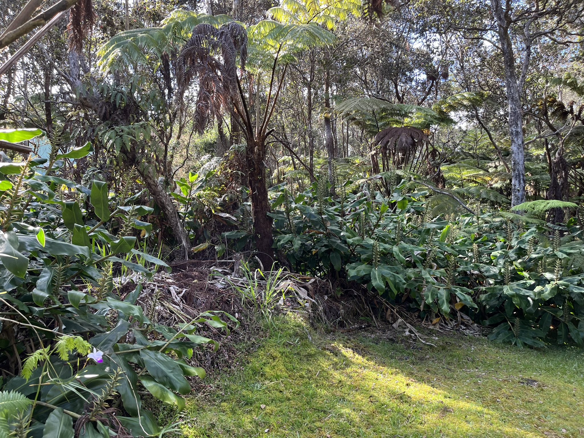 201 2nd Street Volcano, HI 96785 - Photo 13 of 20 a view of a garden with plants