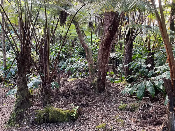 a backyard of a house with lots of trees