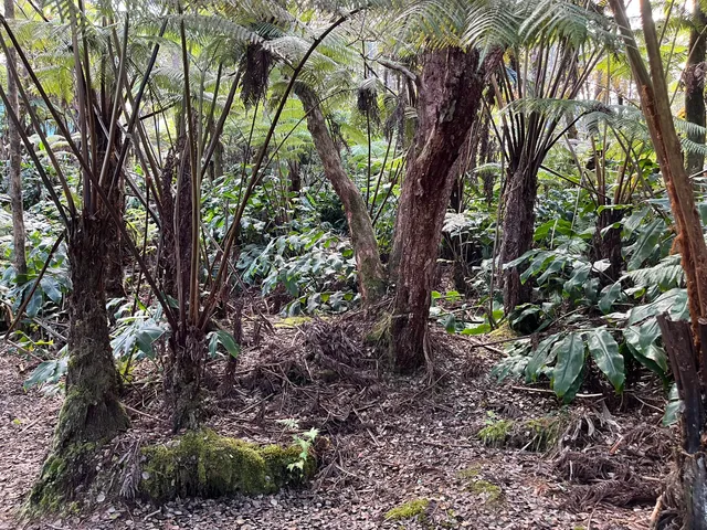 a backyard of a house with lots of trees