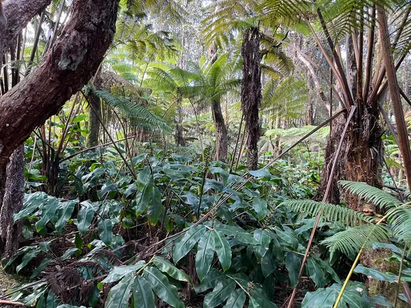 a plant with lots of trees