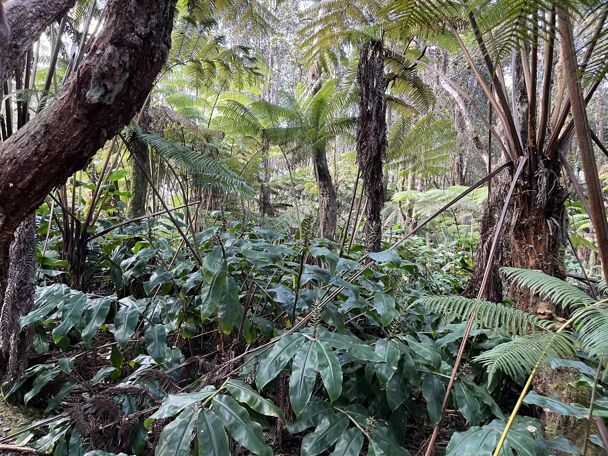 201 2nd Street Volcano, HI 96785 - Photo 15 of 20 a plant with lots of trees
