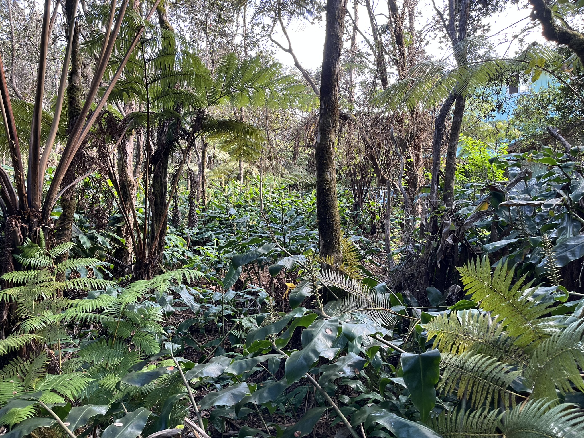 201 2nd Street Volcano, HI 96785 - Photo 16 of 20 a view of a garden