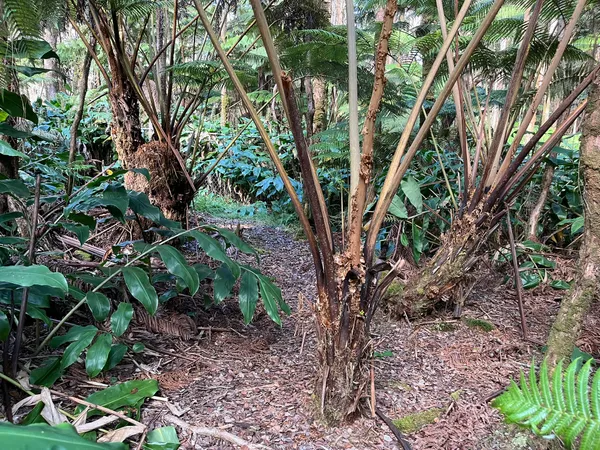 a view of tree in a yard