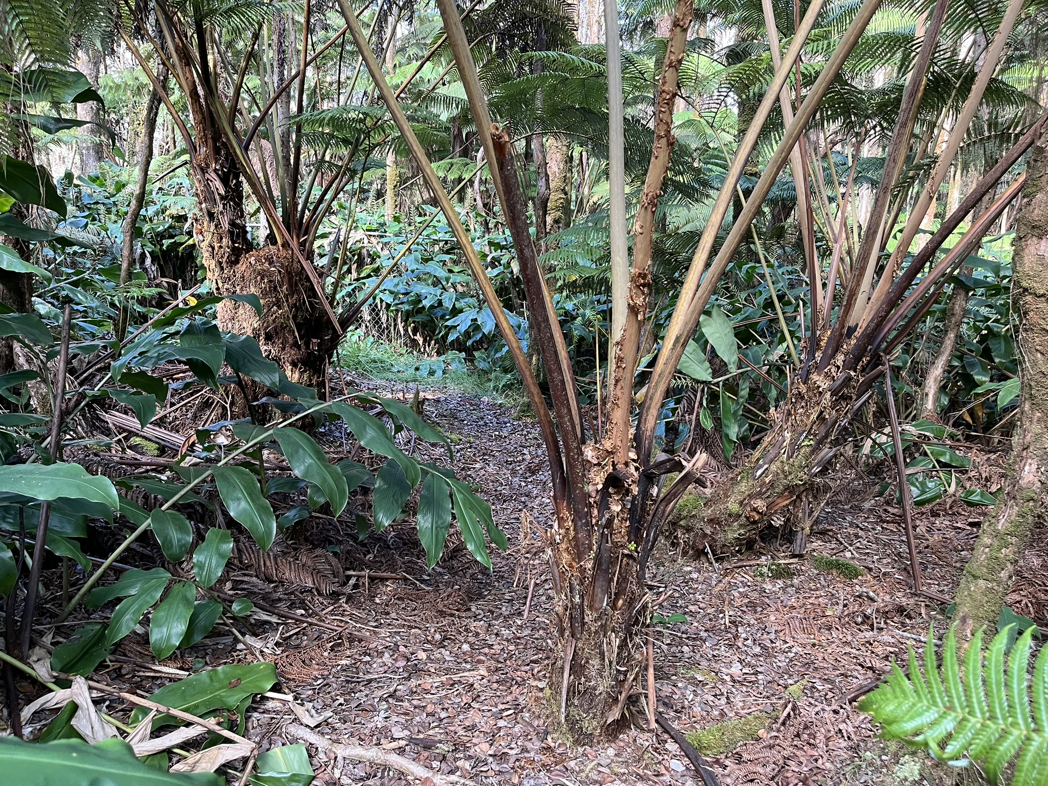 201 2nd Street Volcano, HI 96785 - Photo 17 of 20 a view of tree in a yard