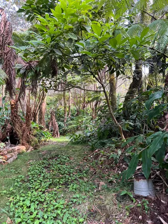 a view of a tree in a yard