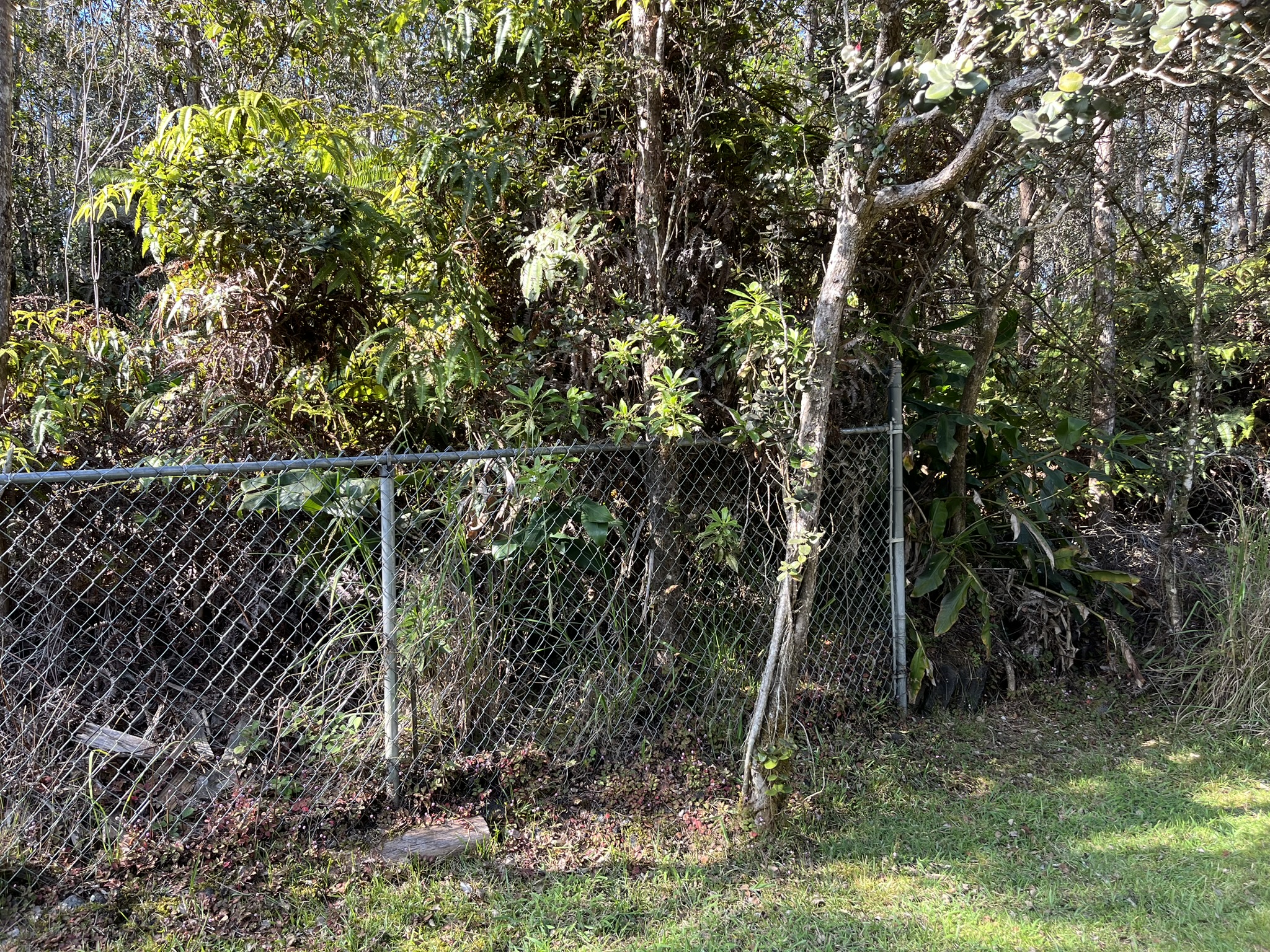 201 2nd Street Volcano, HI 96785 - Photo 19 of 20 a backyard of a house with lots of plants and tree