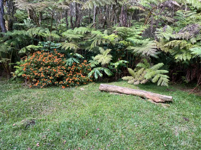 a view of a garden with a tree