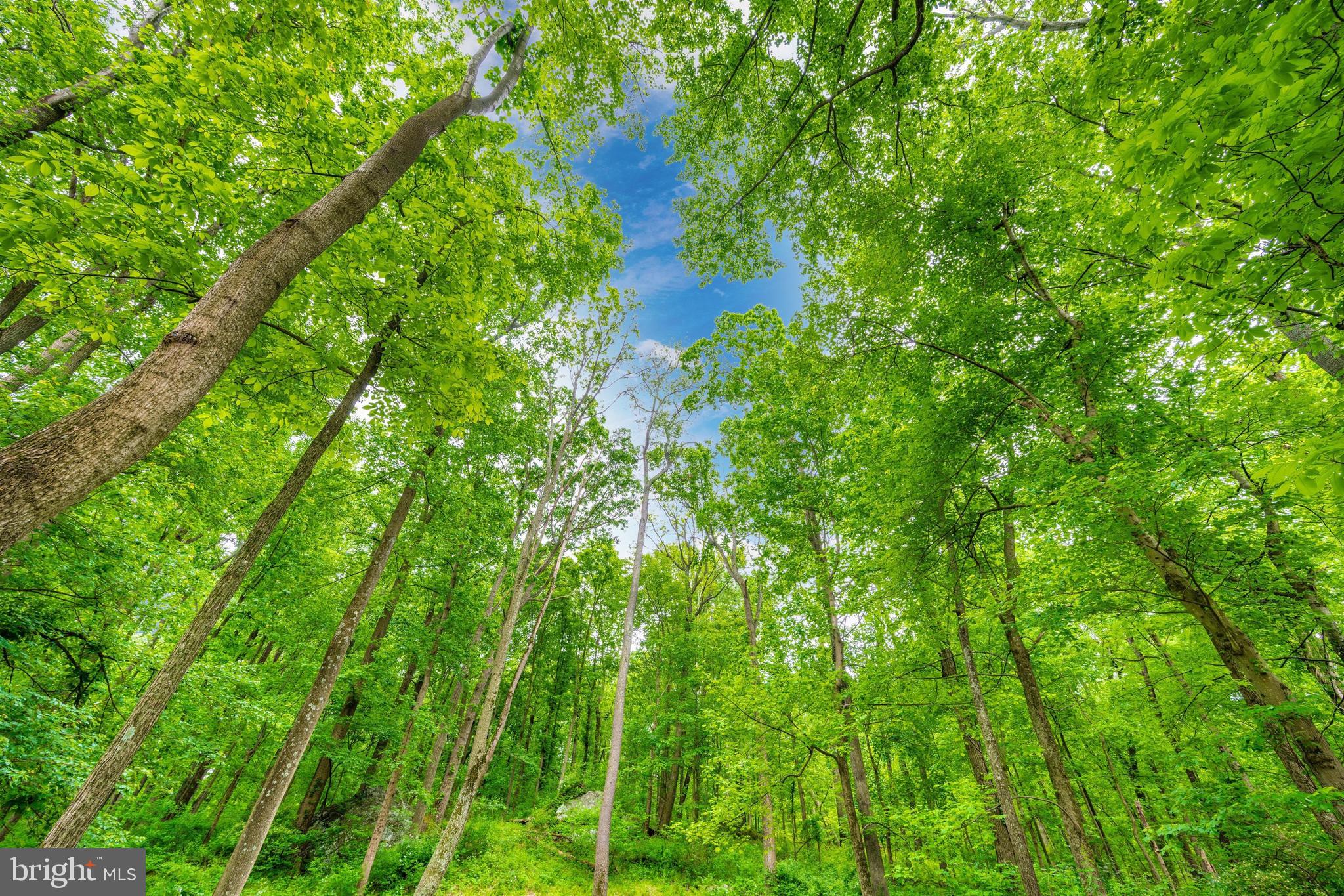 3268 Woodbine Road Woodbine, MD 21797 - Photo 72 of 85