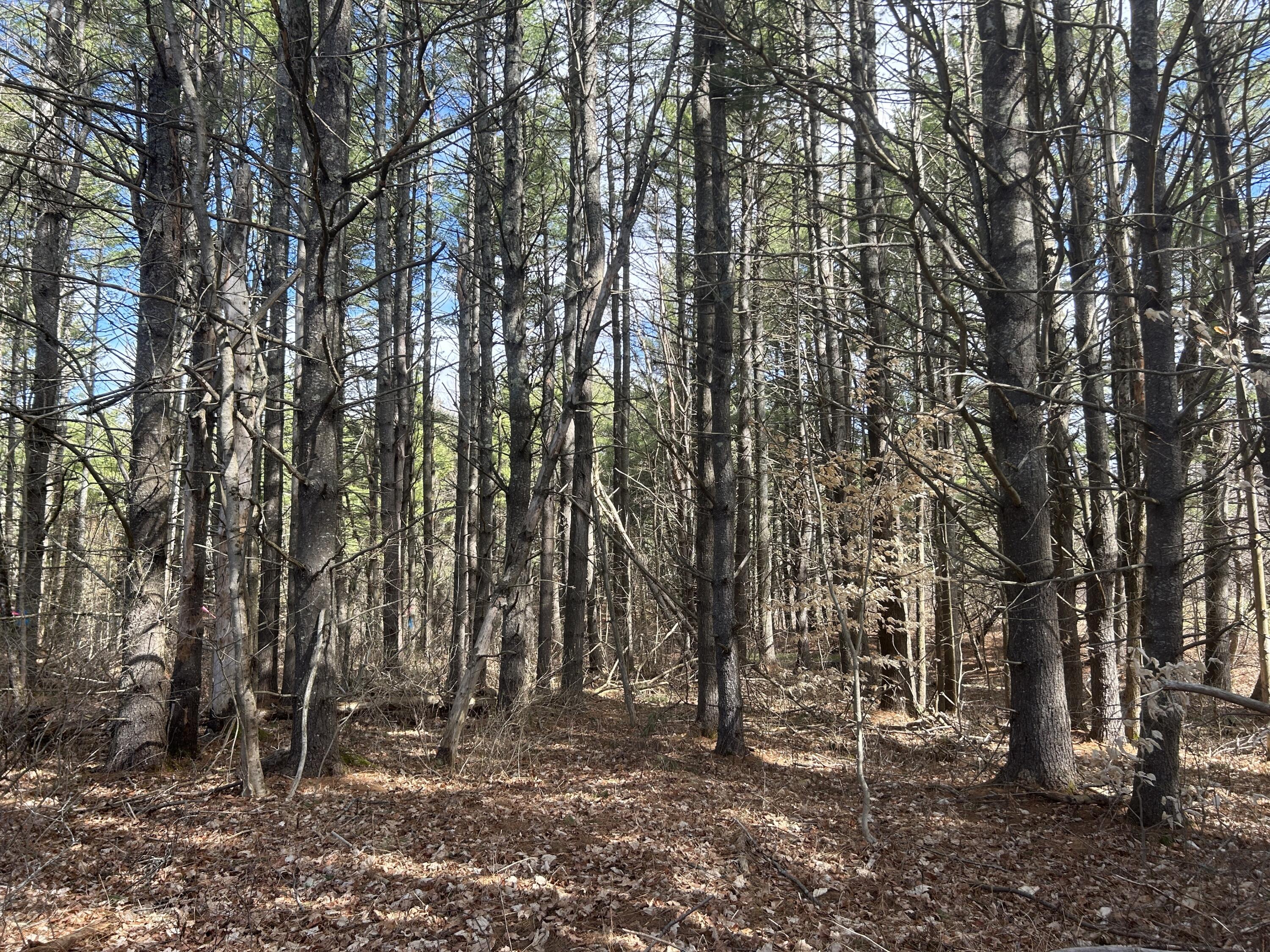 Lot 3 Back Troy Road Unity, ME 04988 - Photo 3 of 8 IMG_4904