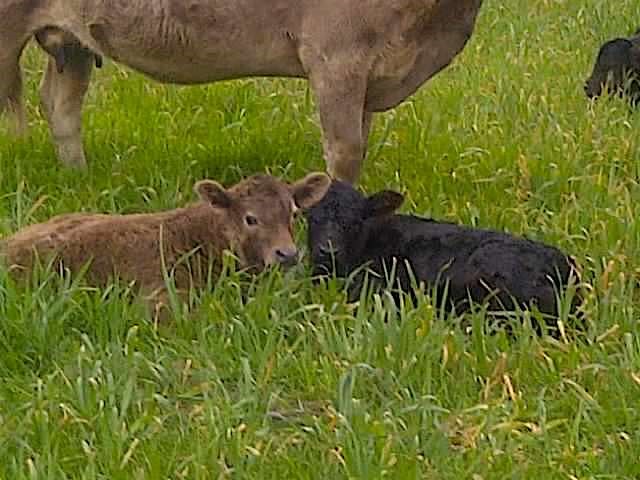 102 Rd Axtell Tx 76673 Road Mount Calm, TX 76673 - Photo 27 of 43
