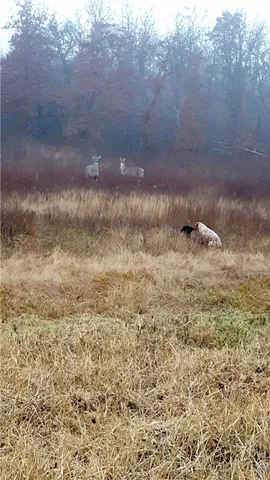 $790,000 | 102 Rd Axtell Tx 76673 Road, Mount Calm, TX 76673