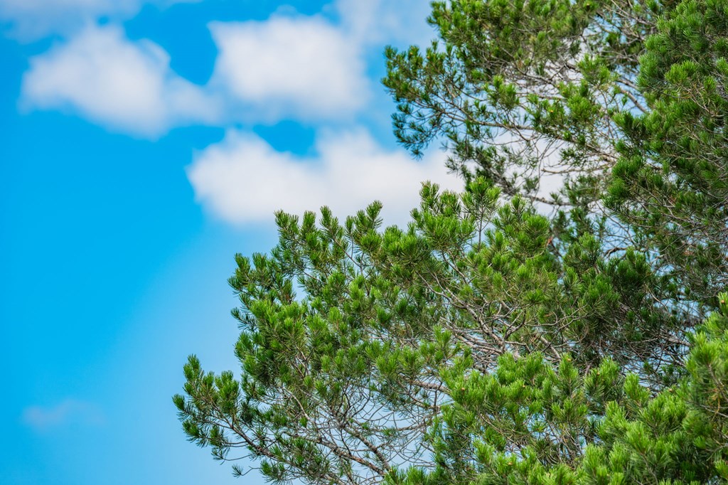 12995 Hackberry Road Rocksprings, TX 78880 - Photo 19 of 45