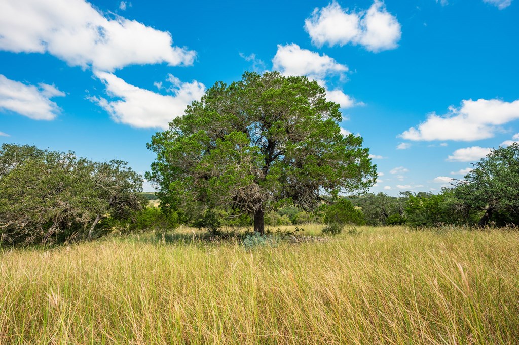 12995 Hackberry Road Rocksprings, TX 78880 - Photo 20 of 45