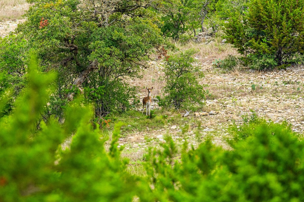 12995 Hackberry Road Rocksprings, TX 78880 - Photo 38 of 45