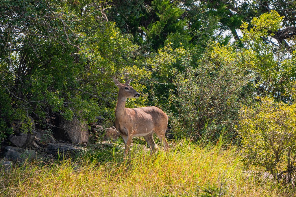 12995 Hackberry Road Rocksprings, TX 78880 - Photo 6 of 45