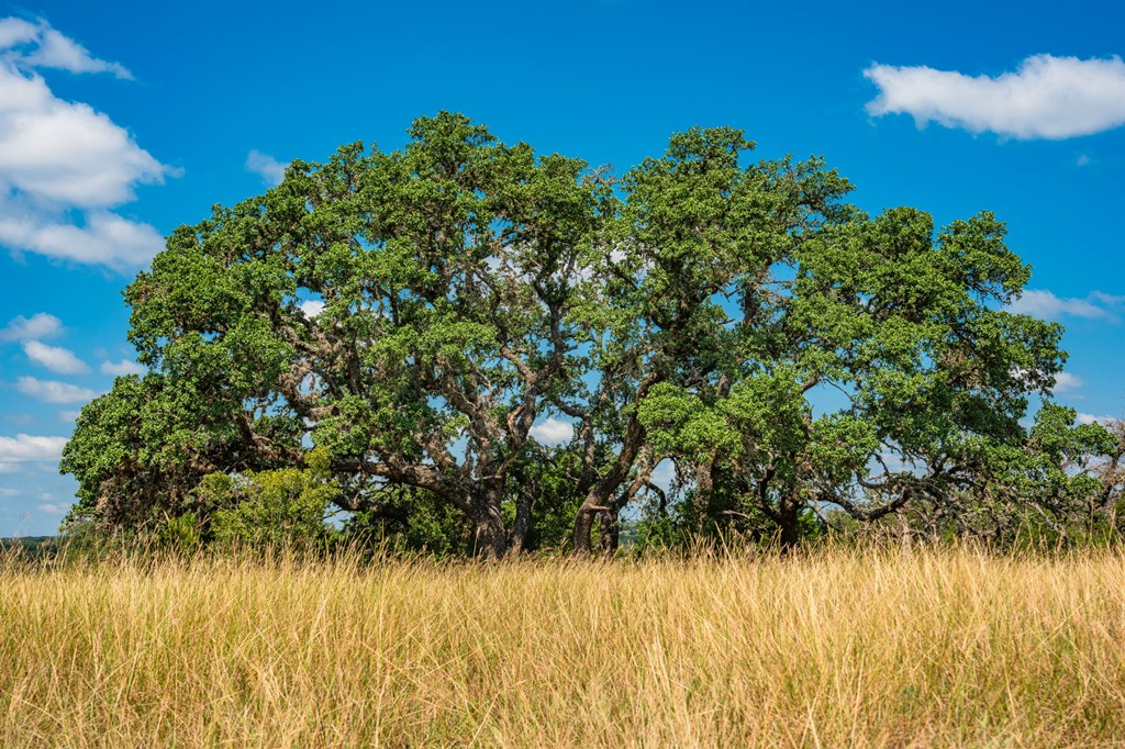 12995 Hackberry Road Rocksprings, TX 78880 - Photo 7 of 45