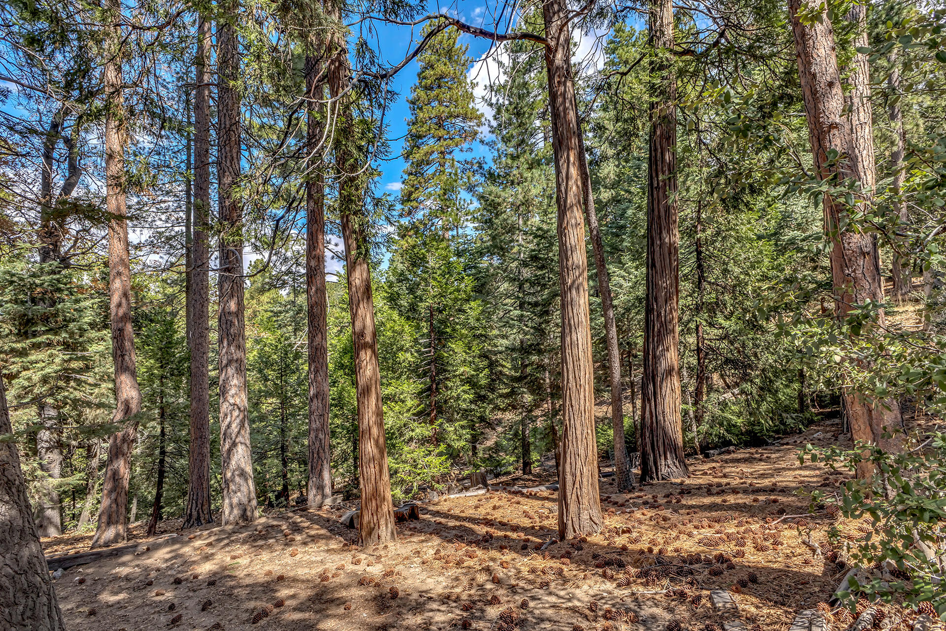 52680 Pine Ridge Road Idyllwild, CA 92549 - Photo 10 of 90 IMG_0145