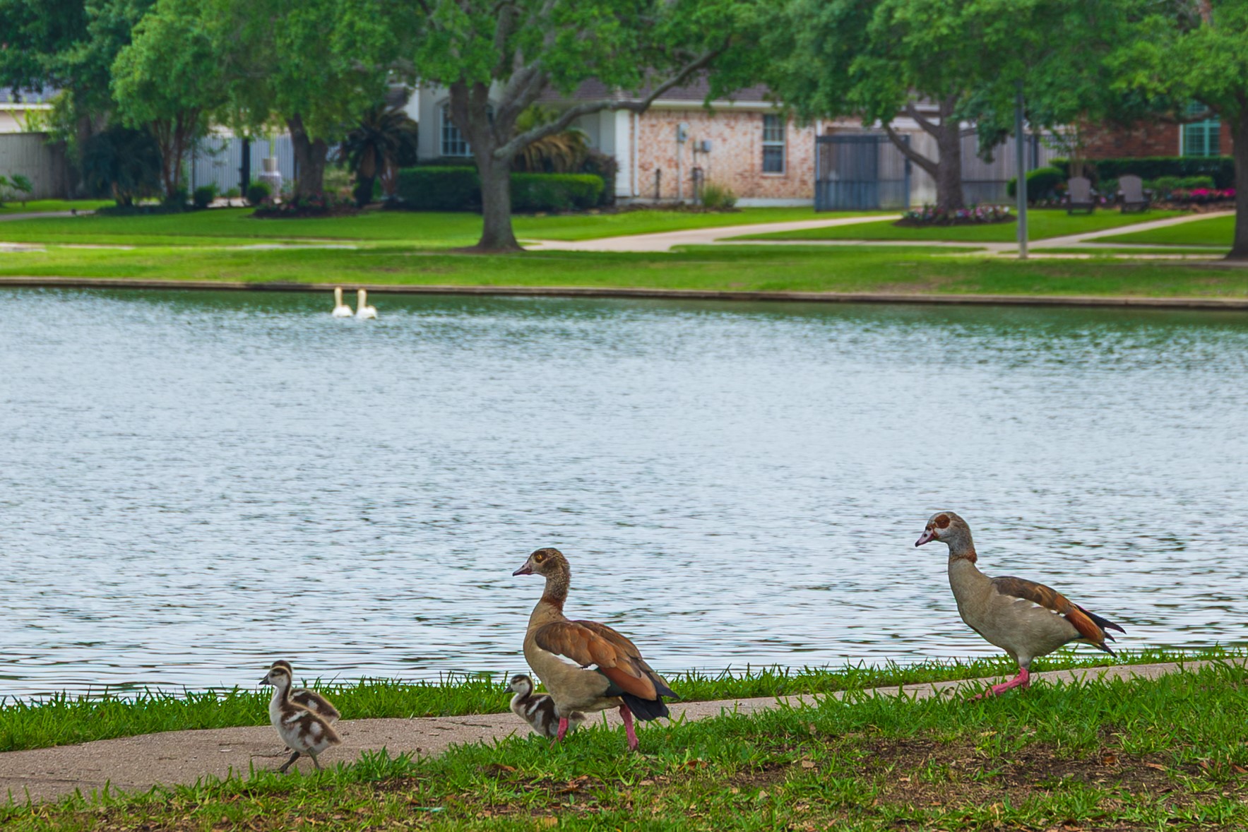 12215 Pebble Meadows Houston, TX 77041 - Photo 41 of 44 Ducks are here!!
