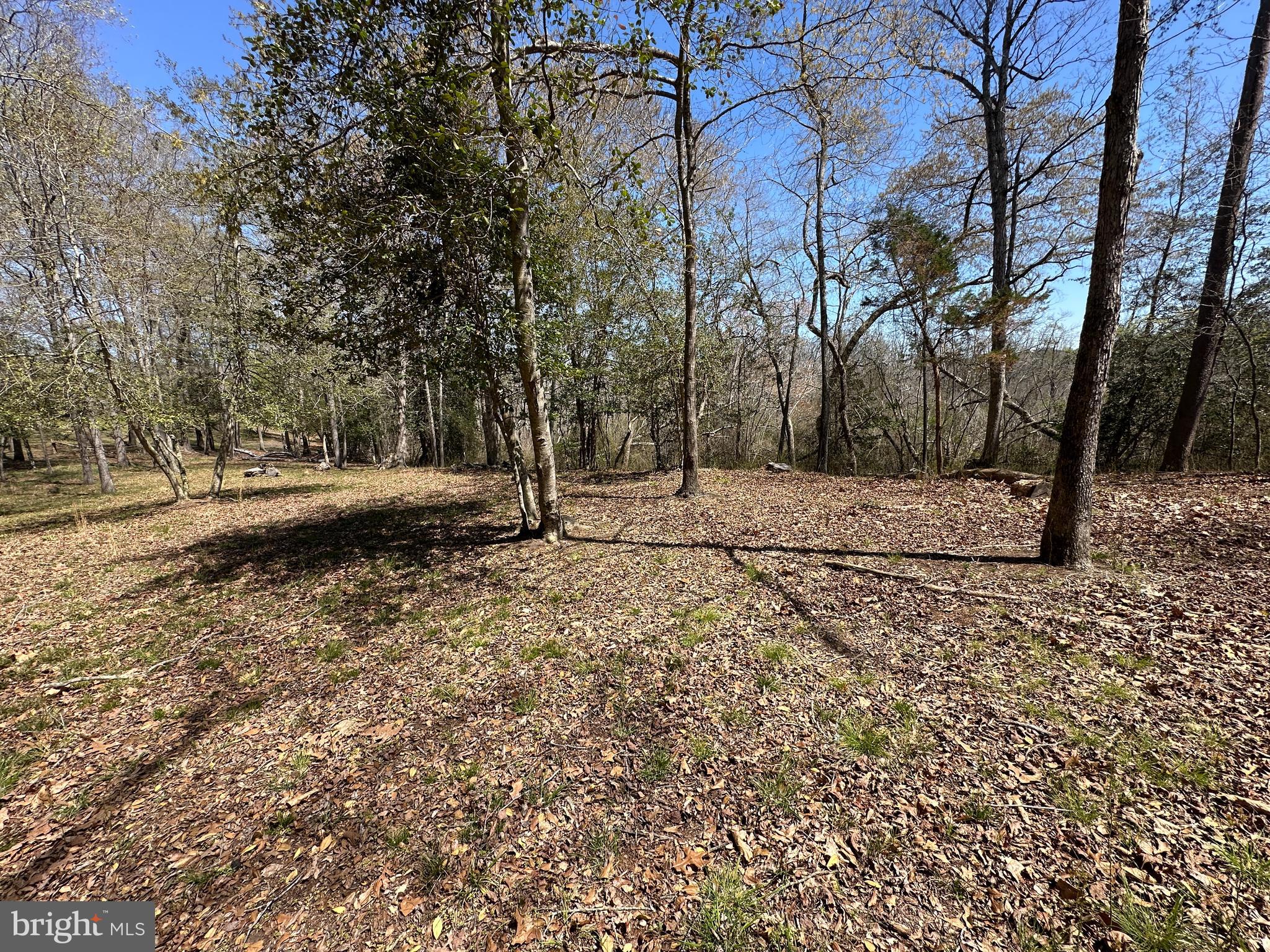 5113 River Road Hurlock, MD 21643 - Photo 49 of 54 Open woods