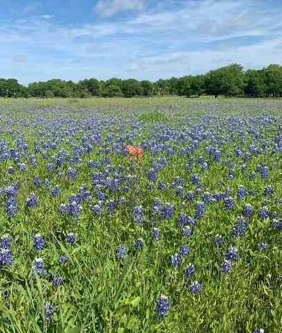 628 Wildflower McGregor, TX 76657 - Photo 53 of 58