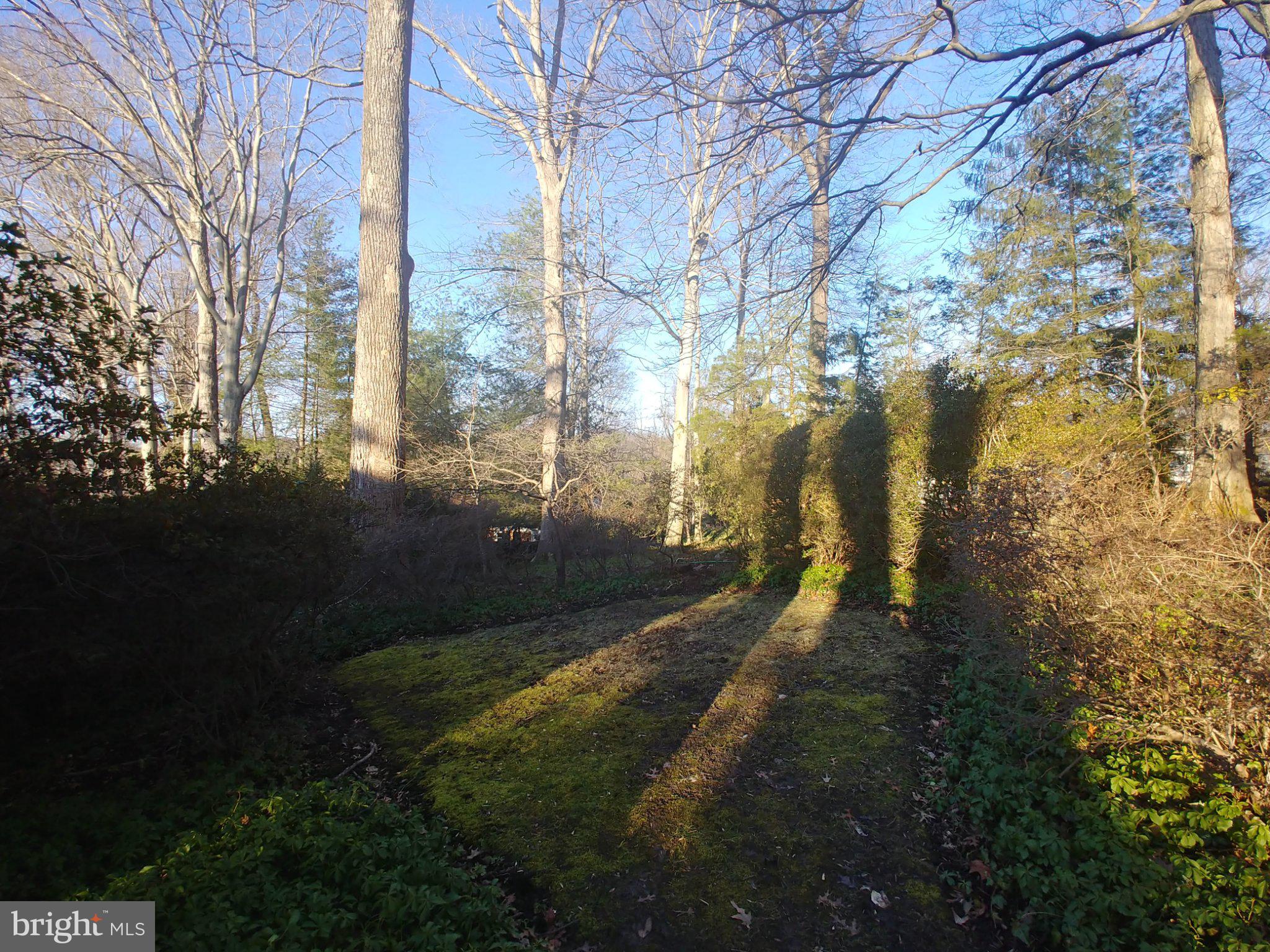 1429 Laburnum Street McLean, VA 22101 - Photo 4 of 26 Whispers of nature in twilight hues.