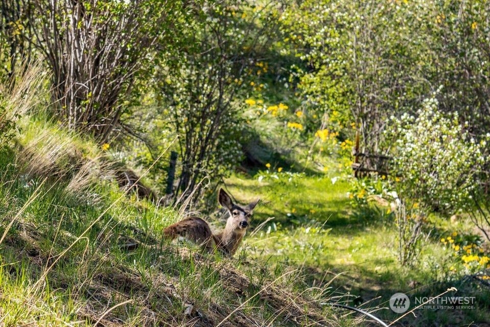 6734 Nahahum Canyon Road Cashmere, WA 98815 - Photo 22 of 32 a backyard of a house with lots of green space