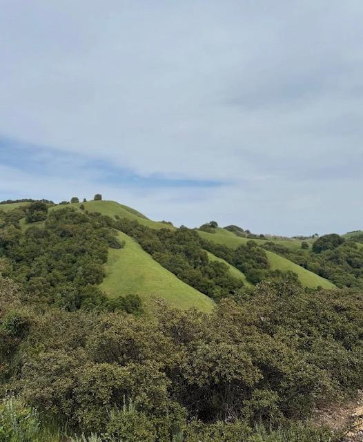 a view of a lush green space with sea
