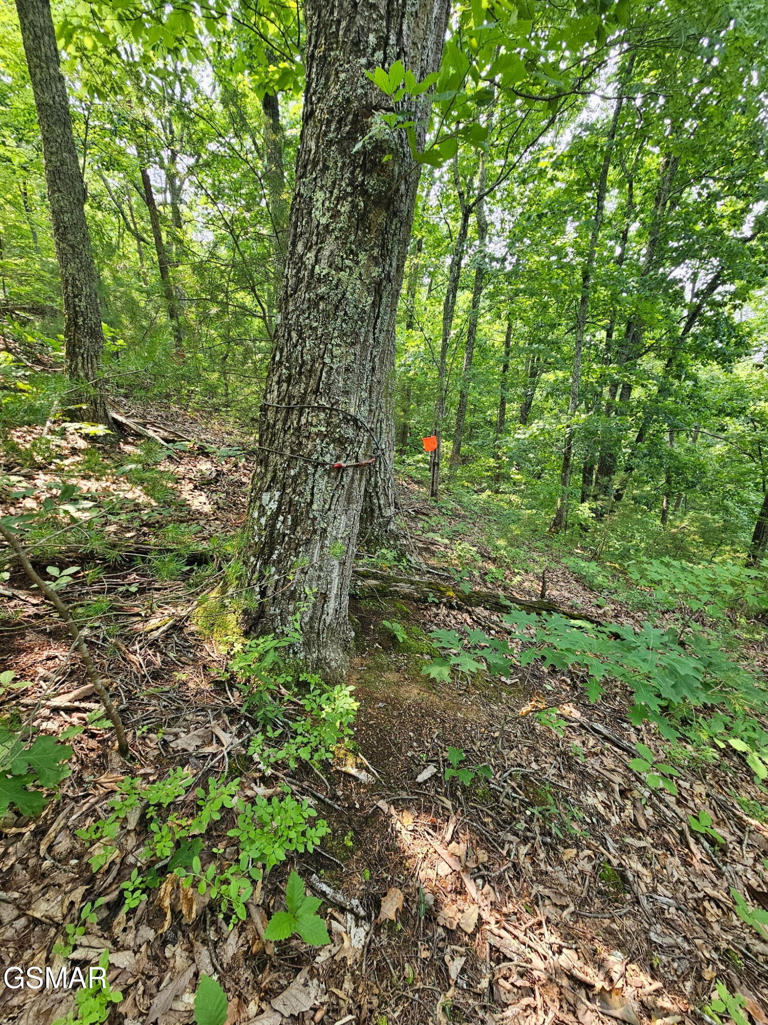 124 Sharp Road Sevierville, TN 37876 - Photo 7 of 14