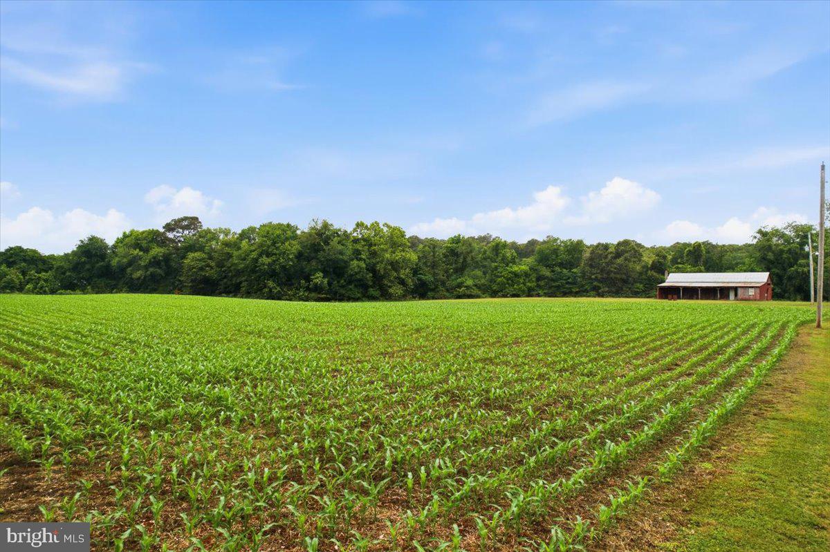 38125 Louis Thomas Road Avenue, MD 20609 - Photo 72 of 73 CROPS FARMED