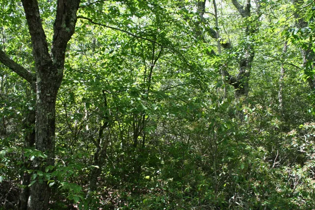 a view of a lush green forest