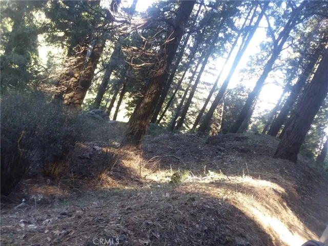 a view of trees in between the yard