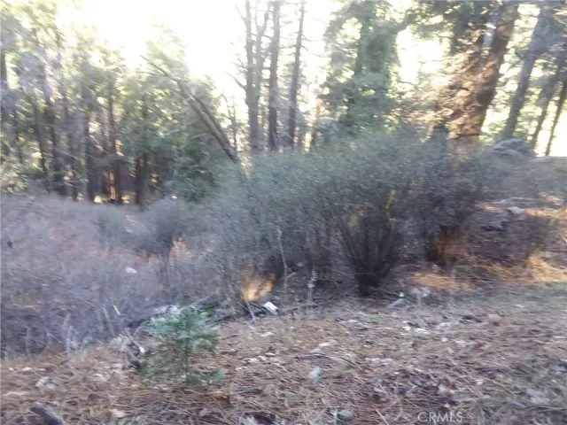 a view of a forest with trees in the background