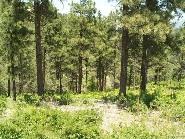 a view of a bunch of trees