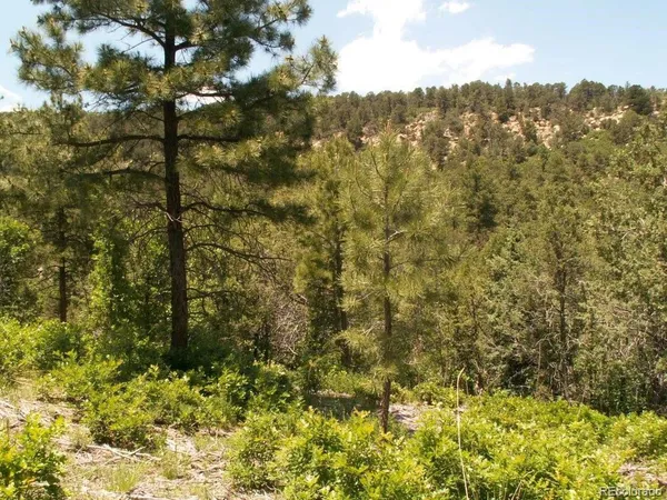 a view of a forest with a tree