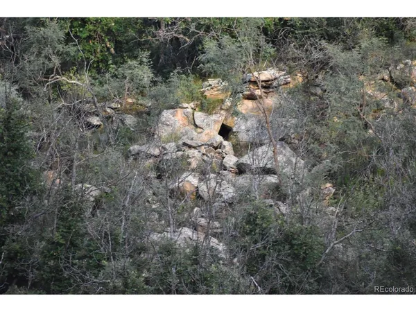 a view of a garden with a tree