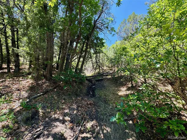 a view of a flower in a garden