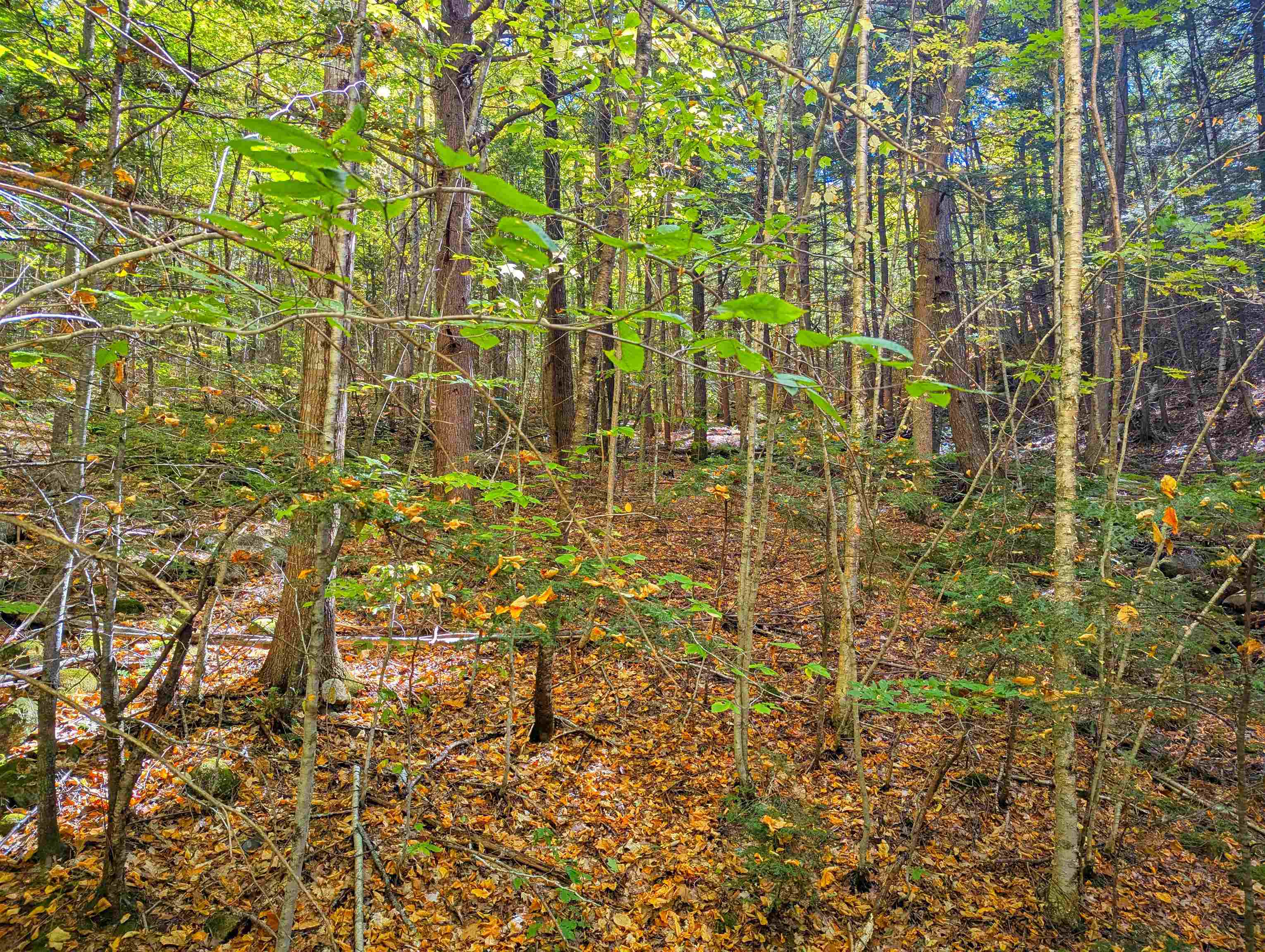 Checkerberry Ridge Thornton, NH 03285 - Photo 6 of 11