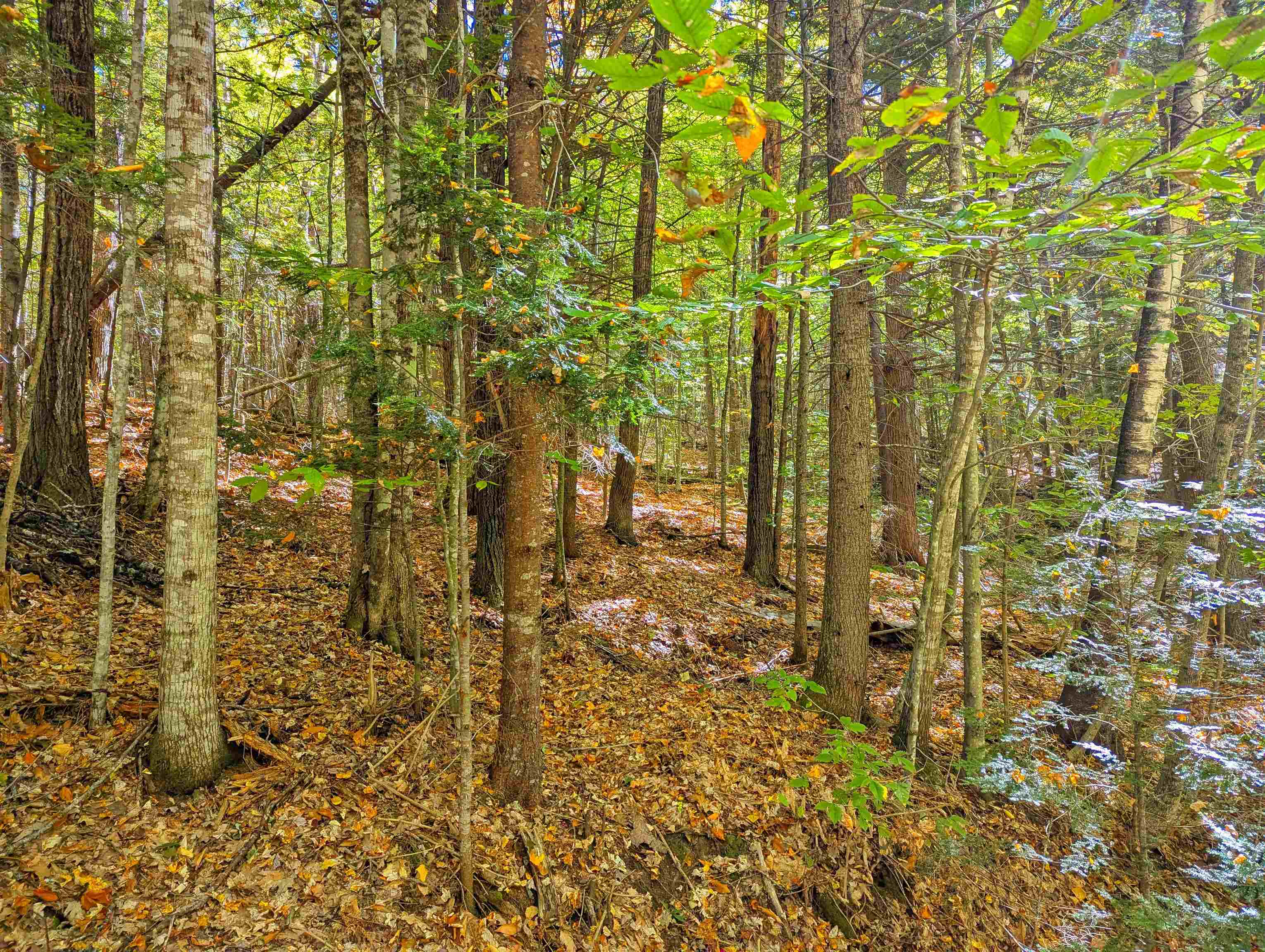 Checkerberry Ridge Thornton, NH 03285 - Photo 9 of 11