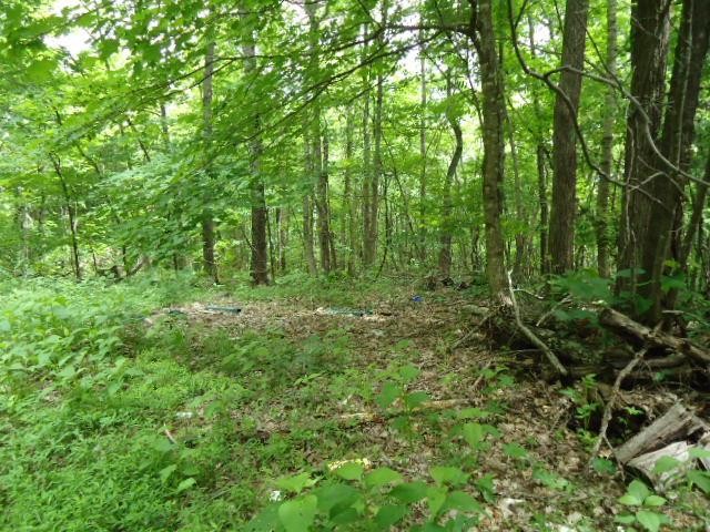 5 52 Star Point Road Celina, TN 38551 - Photo 3 of 29 Gallery Image 3