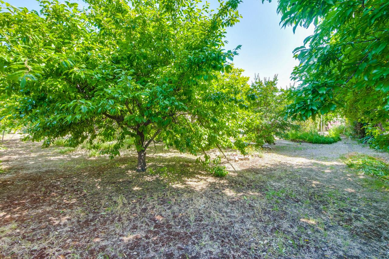 2738 Cramer Circle San Jose, CA 95111 - Photo 21 of 63 a view of a yard with large trees