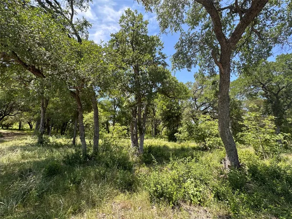 a view of a forest with lots of trees