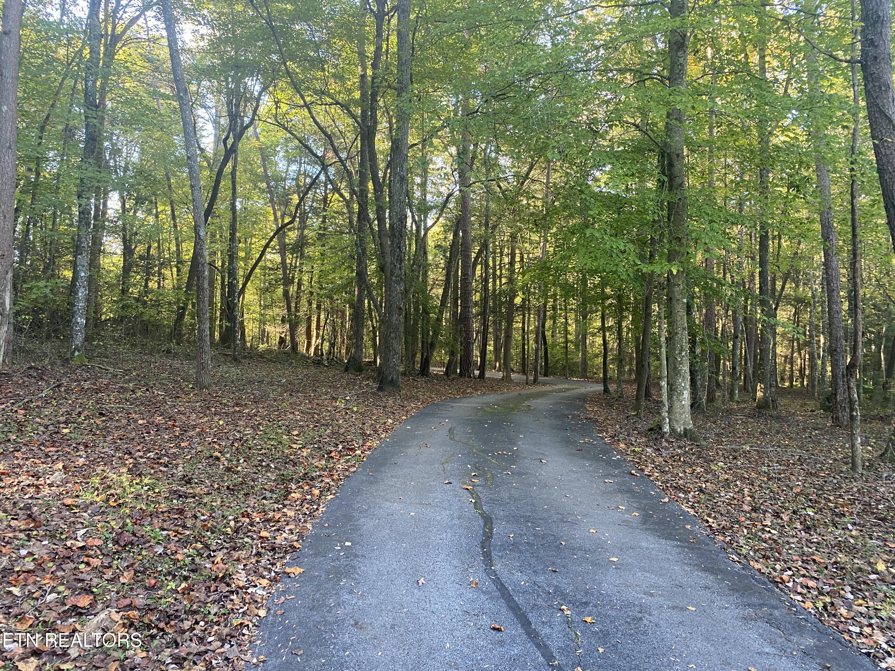 303 Cumberland Cove Road Monterey, TN 38574 - Photo 4 of 58 Tree Lined Driveway